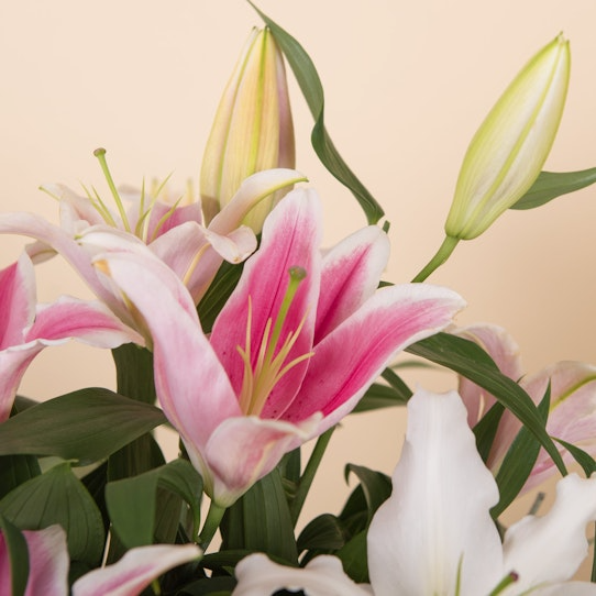 Ramo de Liliums Rosas y Blancos - Imagen 2